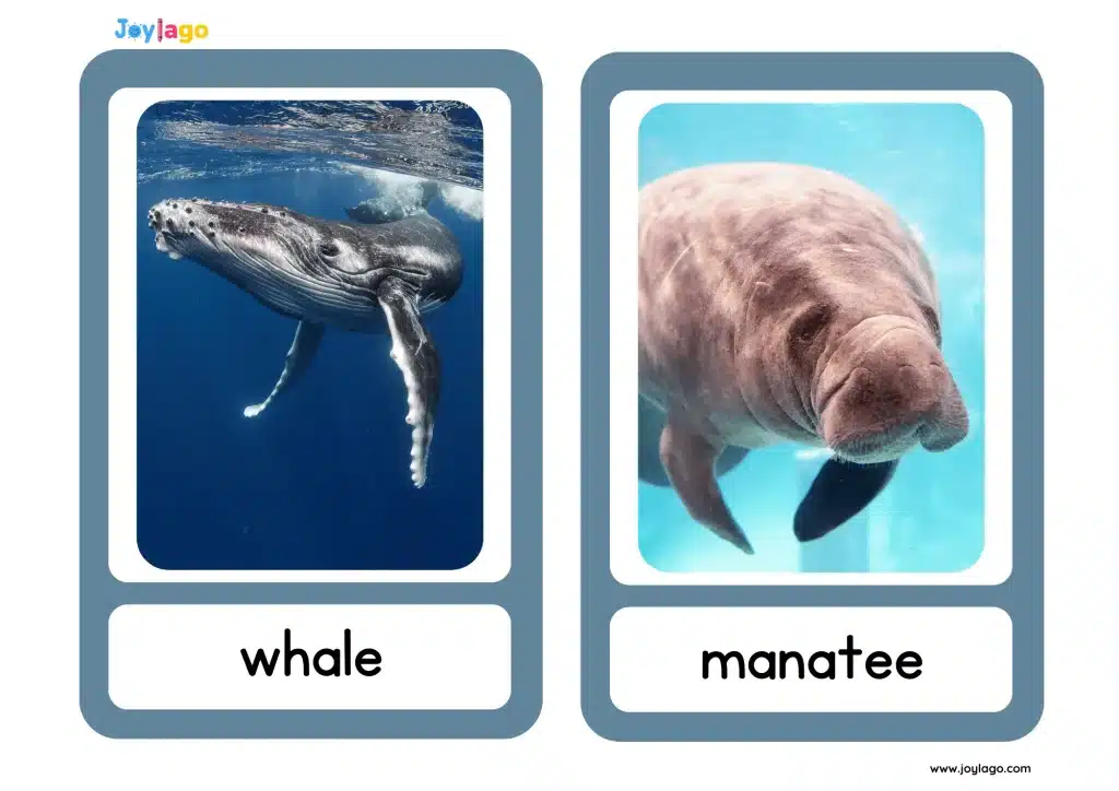 flashcard dong vat duoi bien p1 9