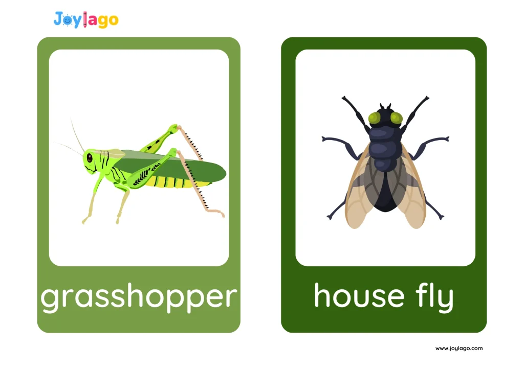 flashcard dong vat trang trai cho be 3 1